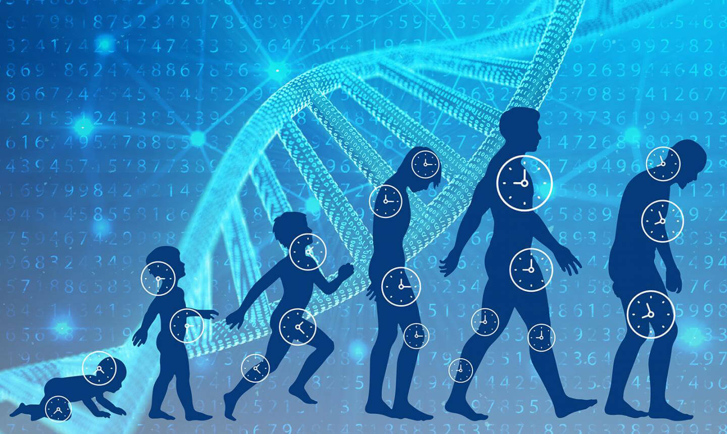 Longevity. 3. Longevity. Компания хюман Лонгевити. The emergence of linguoculturology.